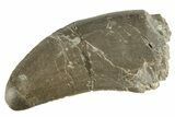Serrated Megalosaurid (Marshosaurus) Tooth - Colorado #269864-1